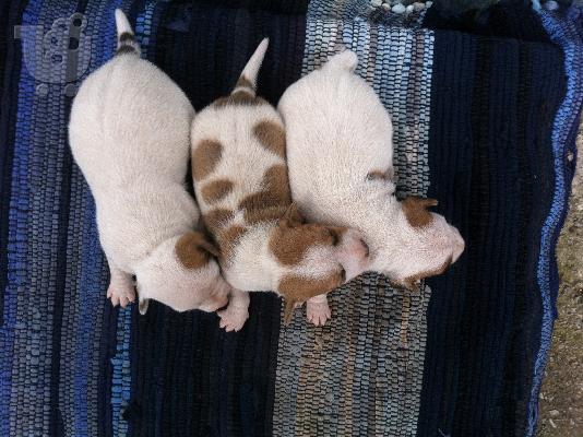 jack russell